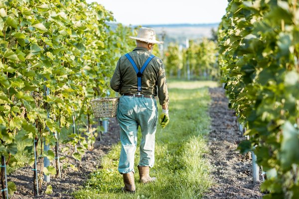 Avocat viticole : indispensable pour les producteurs viticoles